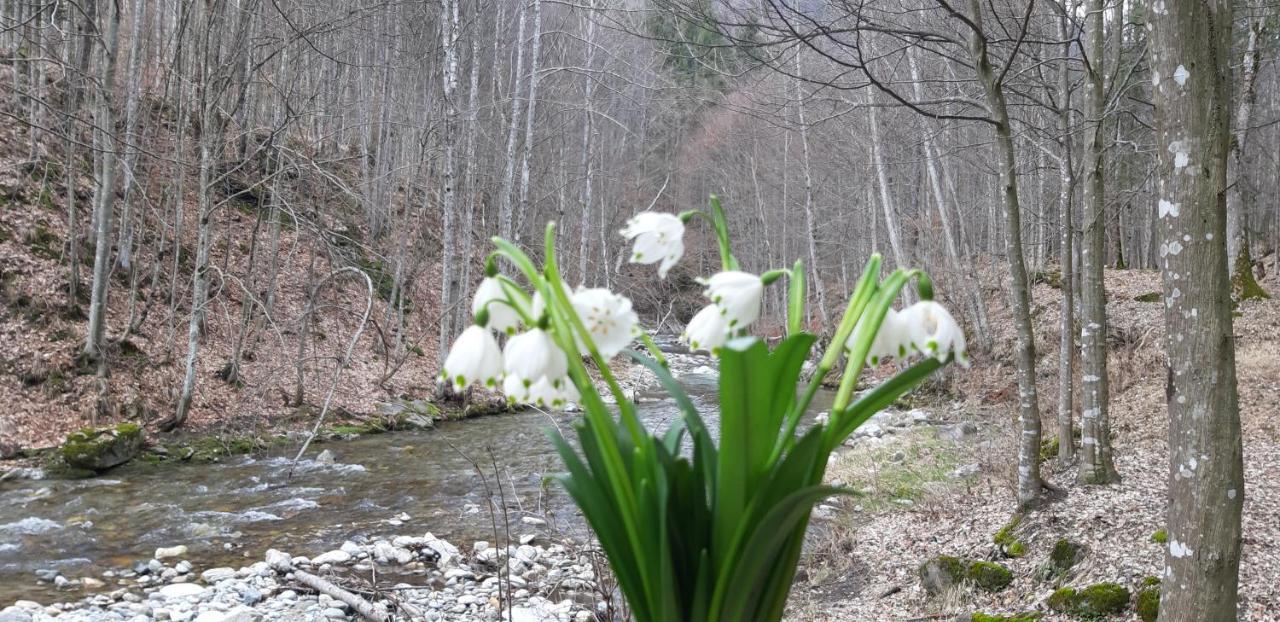 Ograda Bunicilor Villa Baia de Fier Kültér fotó