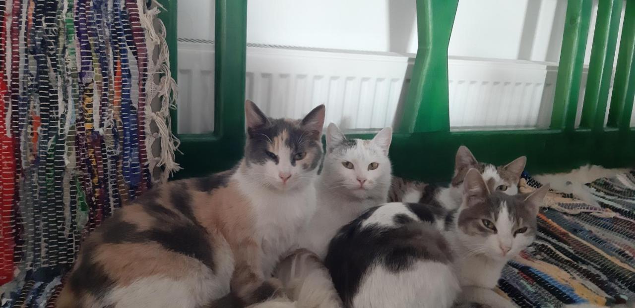 Ograda Bunicilor Villa Baia de Fier Kültér fotó